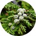 Cypress E/O: Vital Herb
